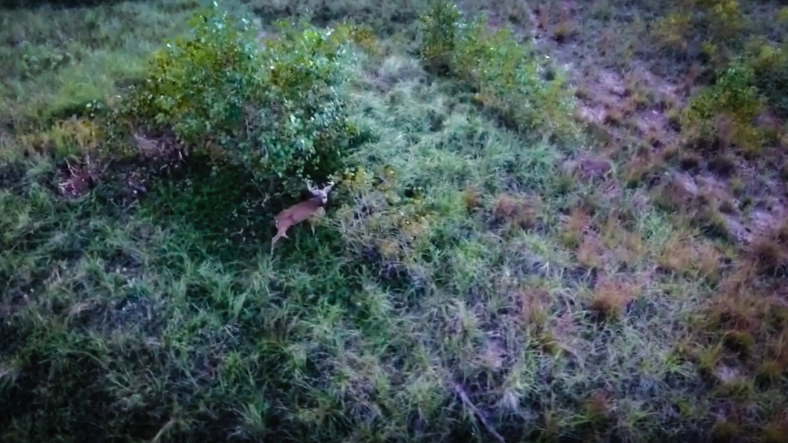 A buck is pictured by an unmanned drone in footage uploaded by a company based in Portage, Indiana