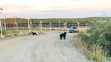 A bear sighting in Yellowknife on Thursday, August 9 2018