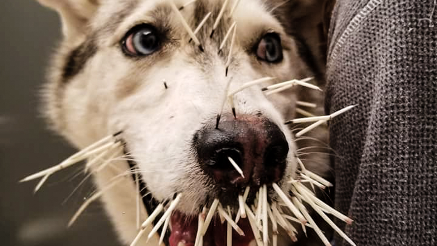 Jaya the dog with a face full of porcupine quills