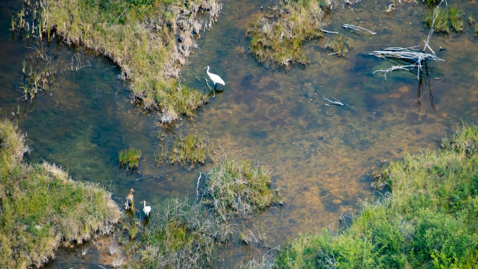 August 2018 aerial survey of whooping cranes in Wood Buffalo National Park. Submitted by Parks Canada.