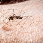 A mosquito at work during a Northwest Territories summer - Jim Stauffer-Wikimedia