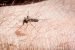 Everything you need to know about mosquitoes in the NWT