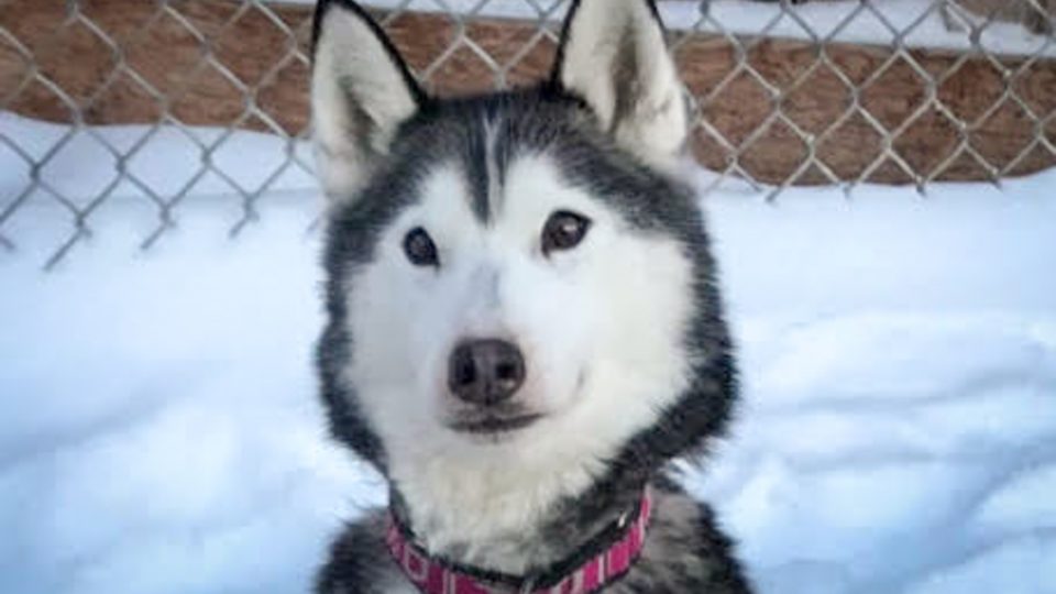 Greenie, a nine-year-old Siberian husky, was found deceased at the Yellowknife River day-use area earlier in June