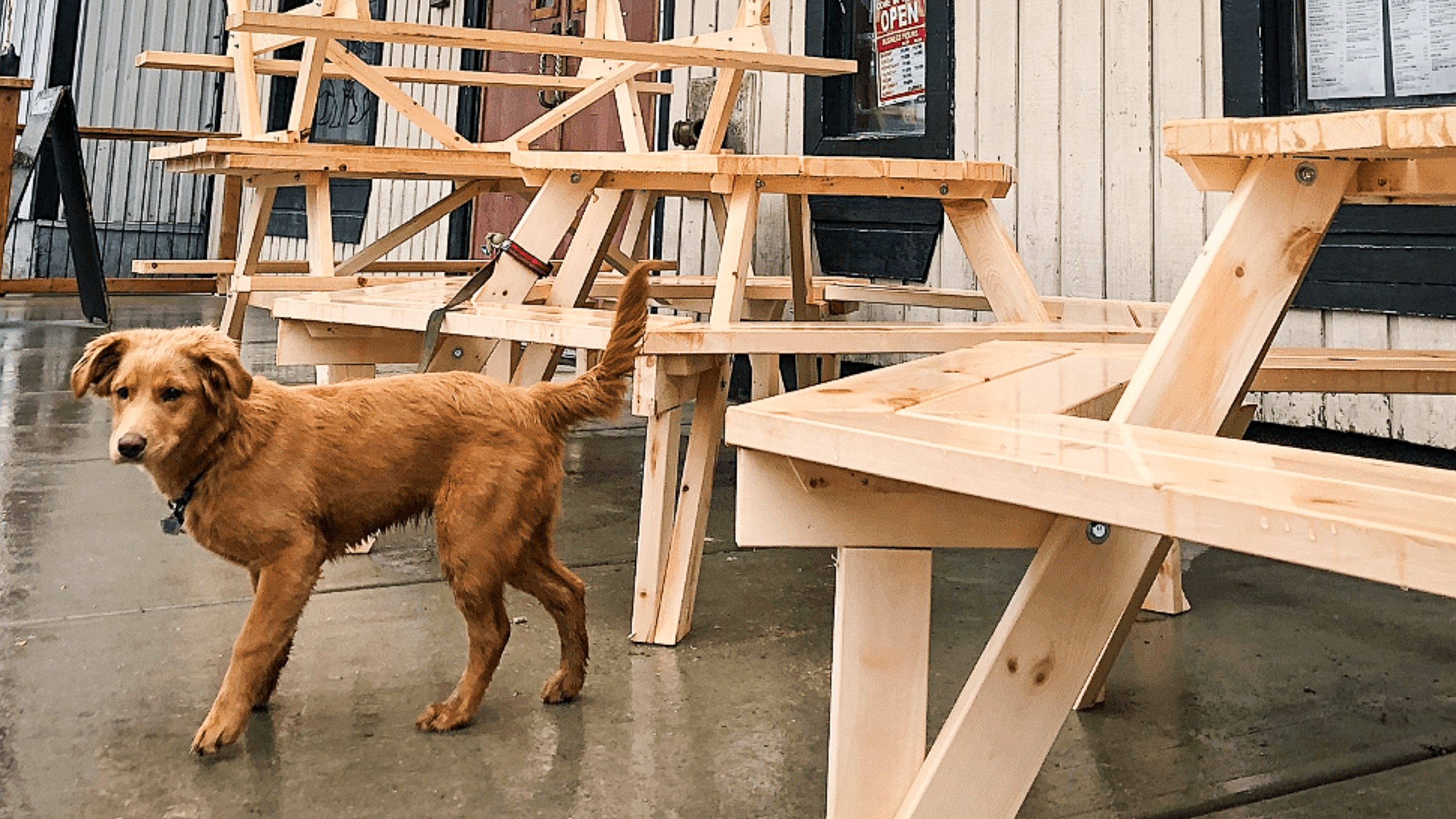 Penny, the Cabin Radio puppy, inspects the Black Knight's patio area in June 2019