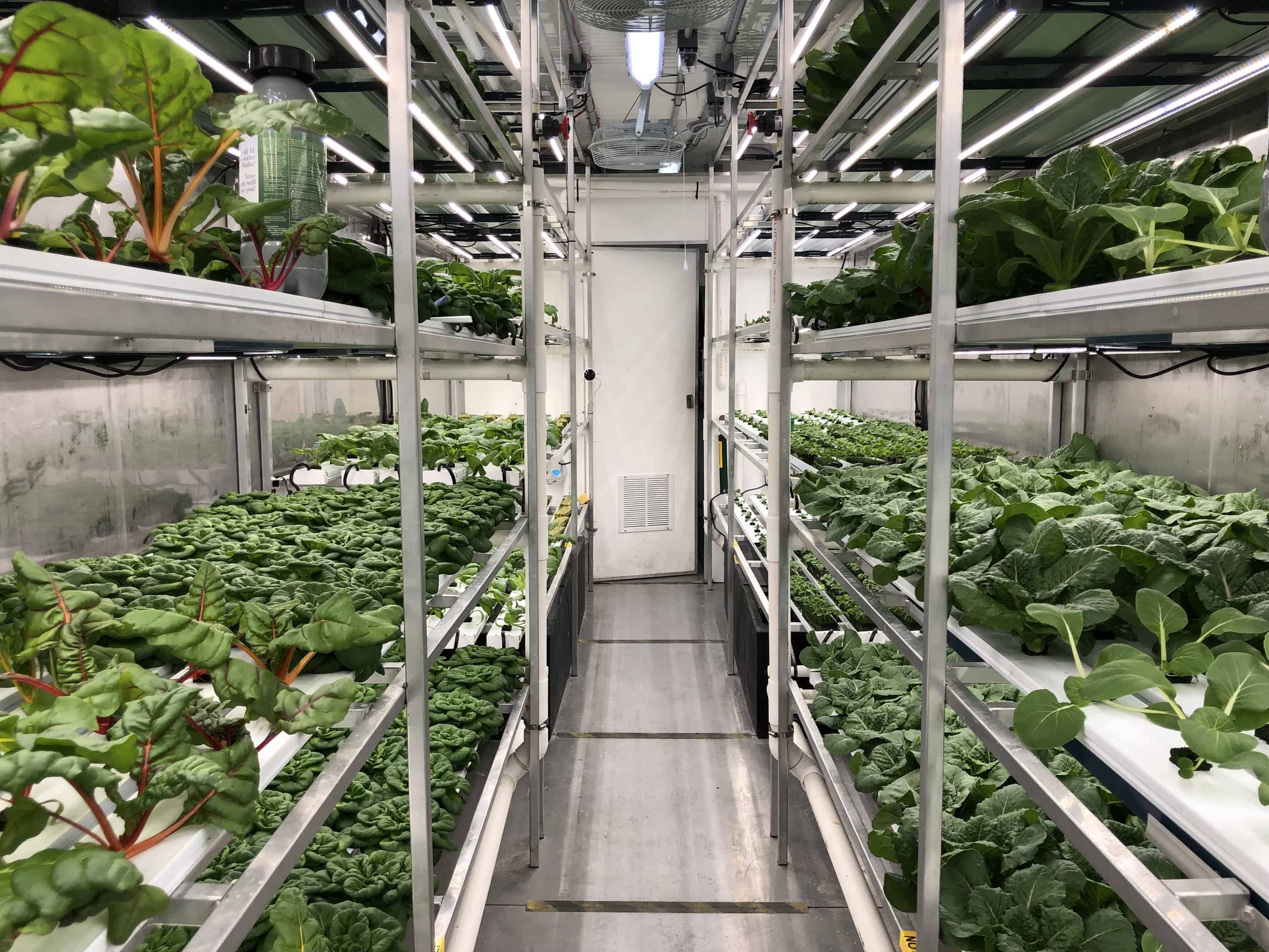 Inside Yellowknife Co-op's hydroponic greenhouse