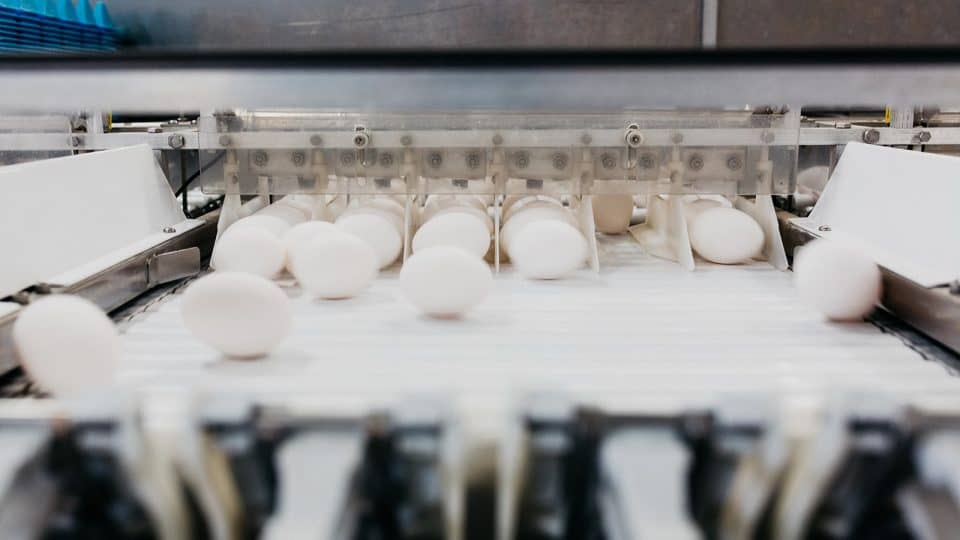 Polar Egg's grading station in Hay River