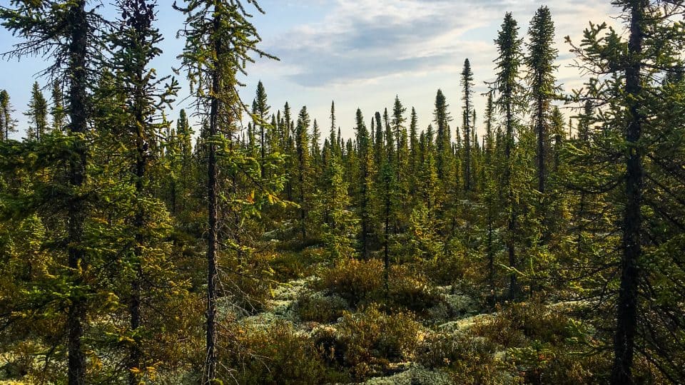 A forest inside the Edéhzhíe Protected Area