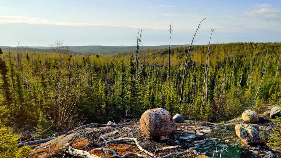 An area of boreal forest near the Thaidene Nene National Park Reserve