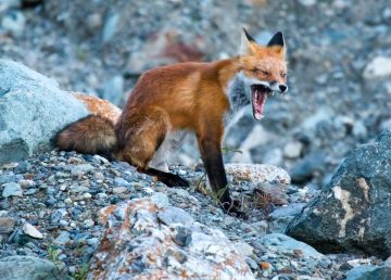 One of the Northwest Territories' foxes