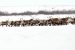 $885K announced to develop Mackenzie Delta reindeer agribusiness