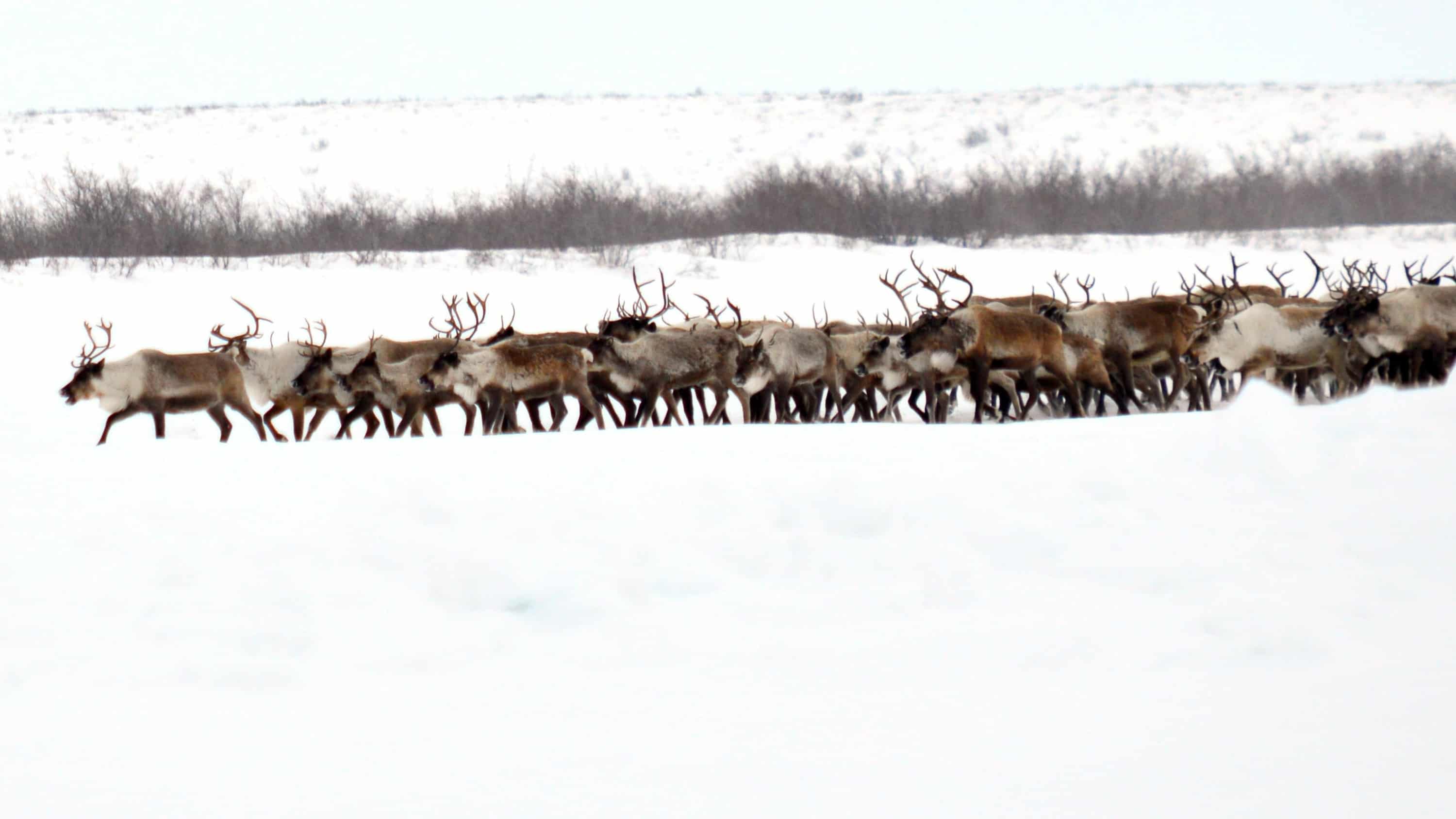 The Inuvik reindeer herd