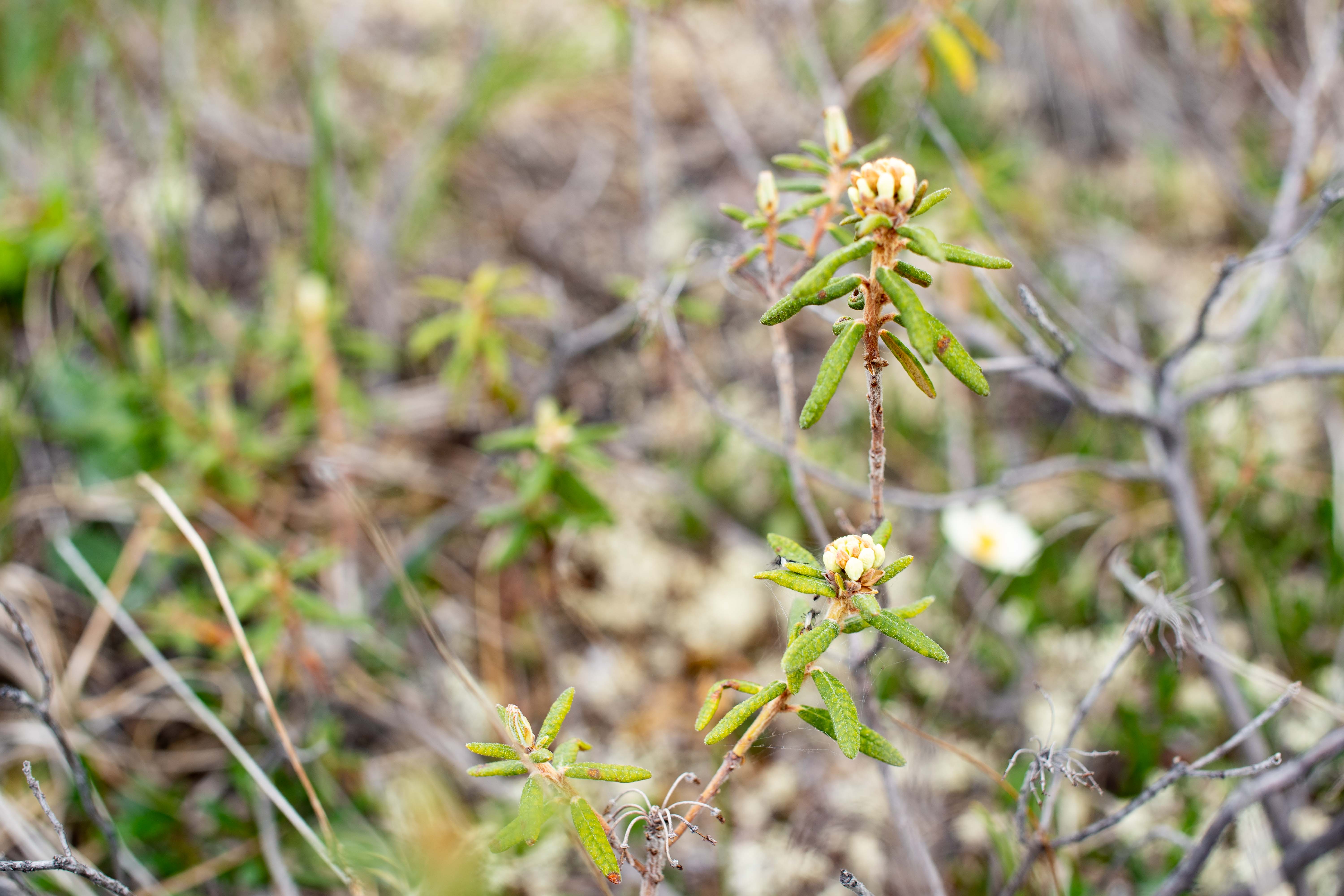 Labrador tea in the Sahtu's Mackenzie Mountains in June 2020