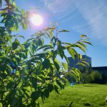 Sun over Yellowknife's Somba K'e Park with skyline in July 2020