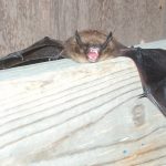 A northern myotis bat. Danny Allaire/GNWT
