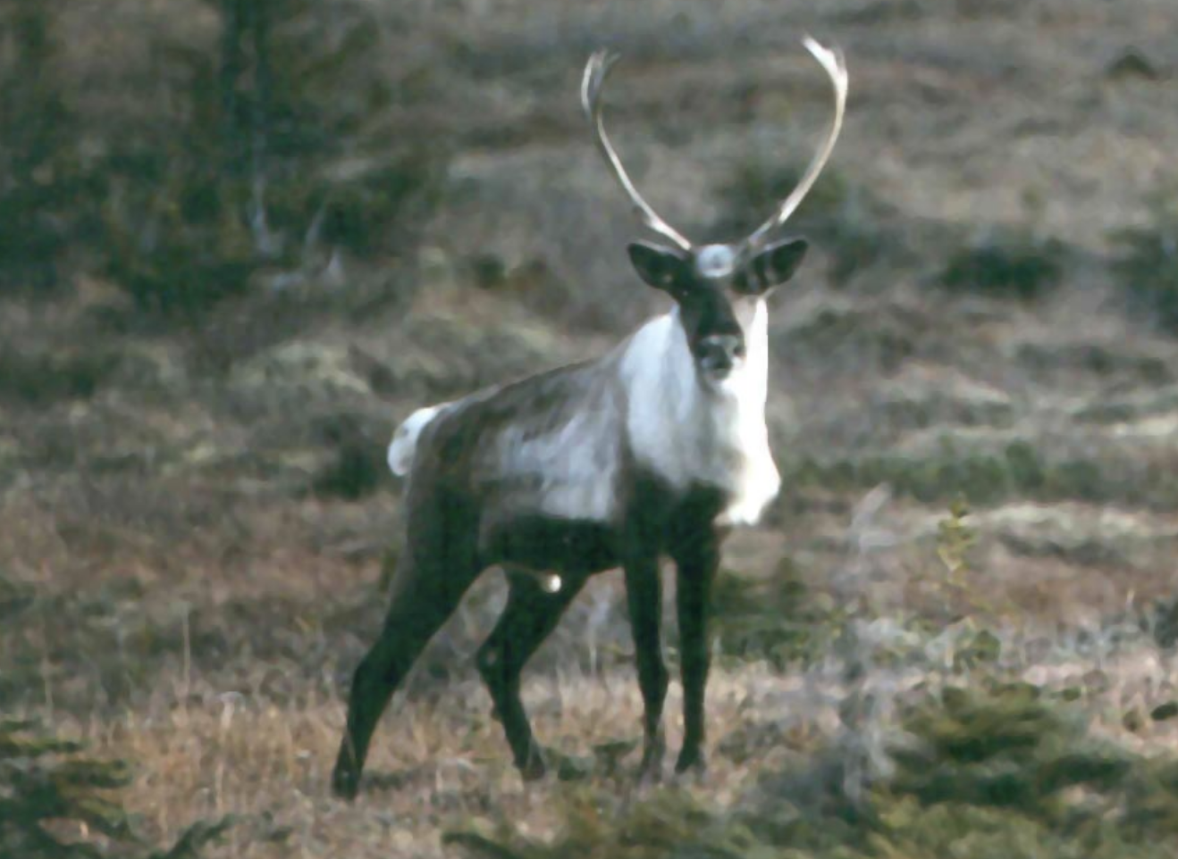 Northern mountain caribou