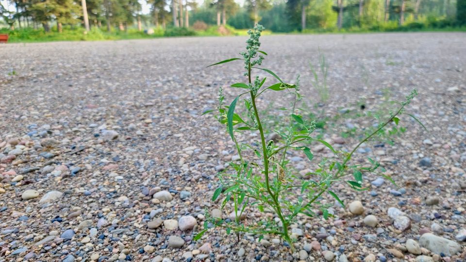 A weed grows at the proposed site of a new mini golf complex in Fort Simpson