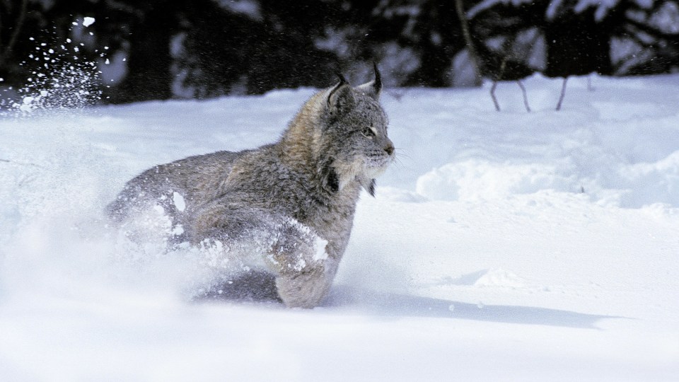 A Canadian lynx