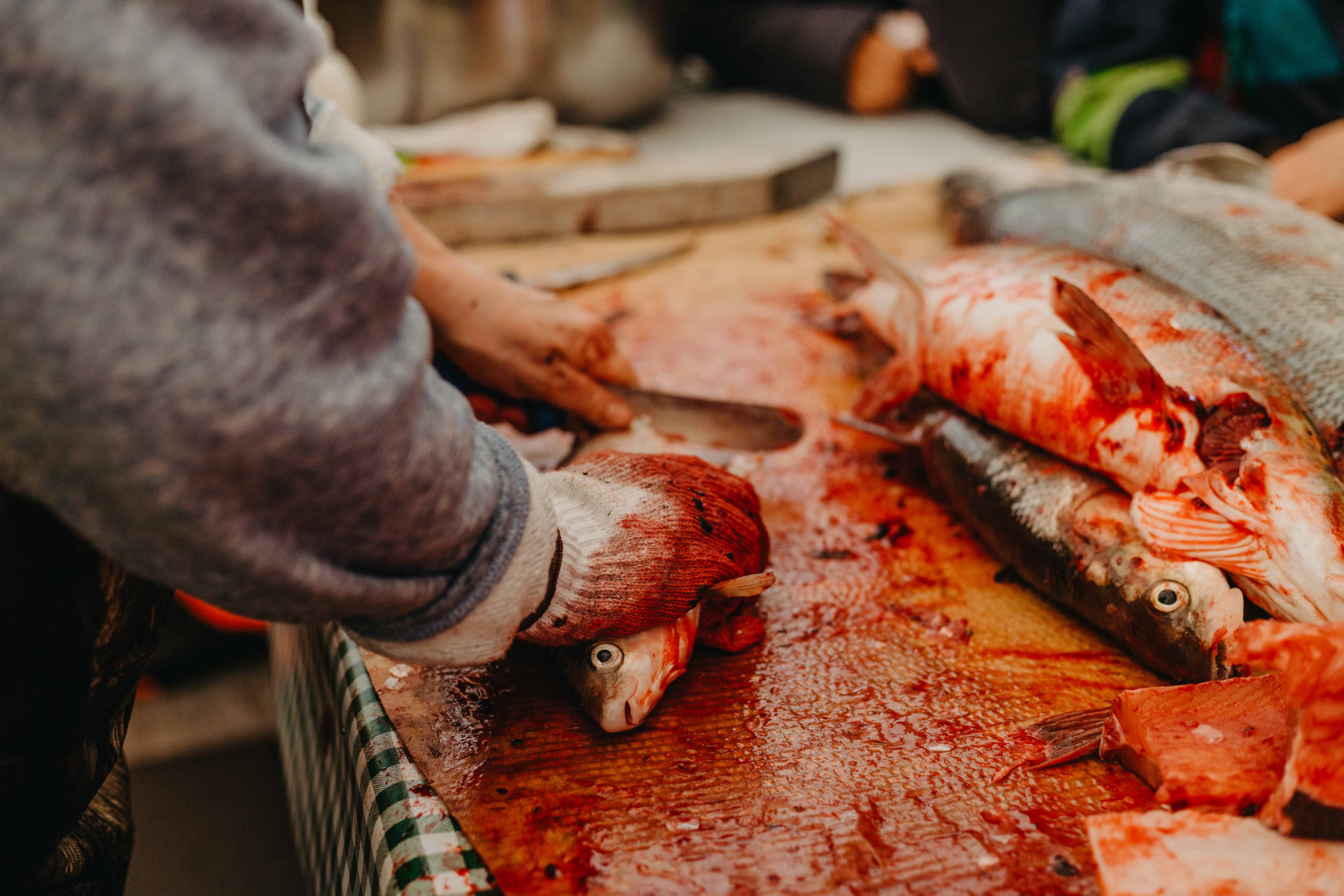 Elder Irene Sangris takes the scales off of a white fish to make dry fish. Photo: Morgan Tsetta