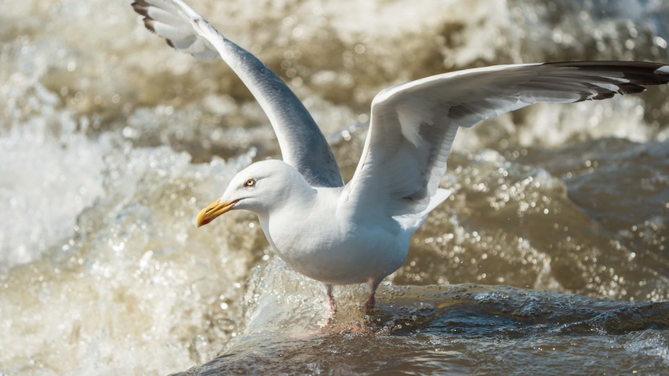 A seagull at the Mountain Portage rapids during Slave River Paddlefest in August 2021. Sarah Pruys/Cabin Radio