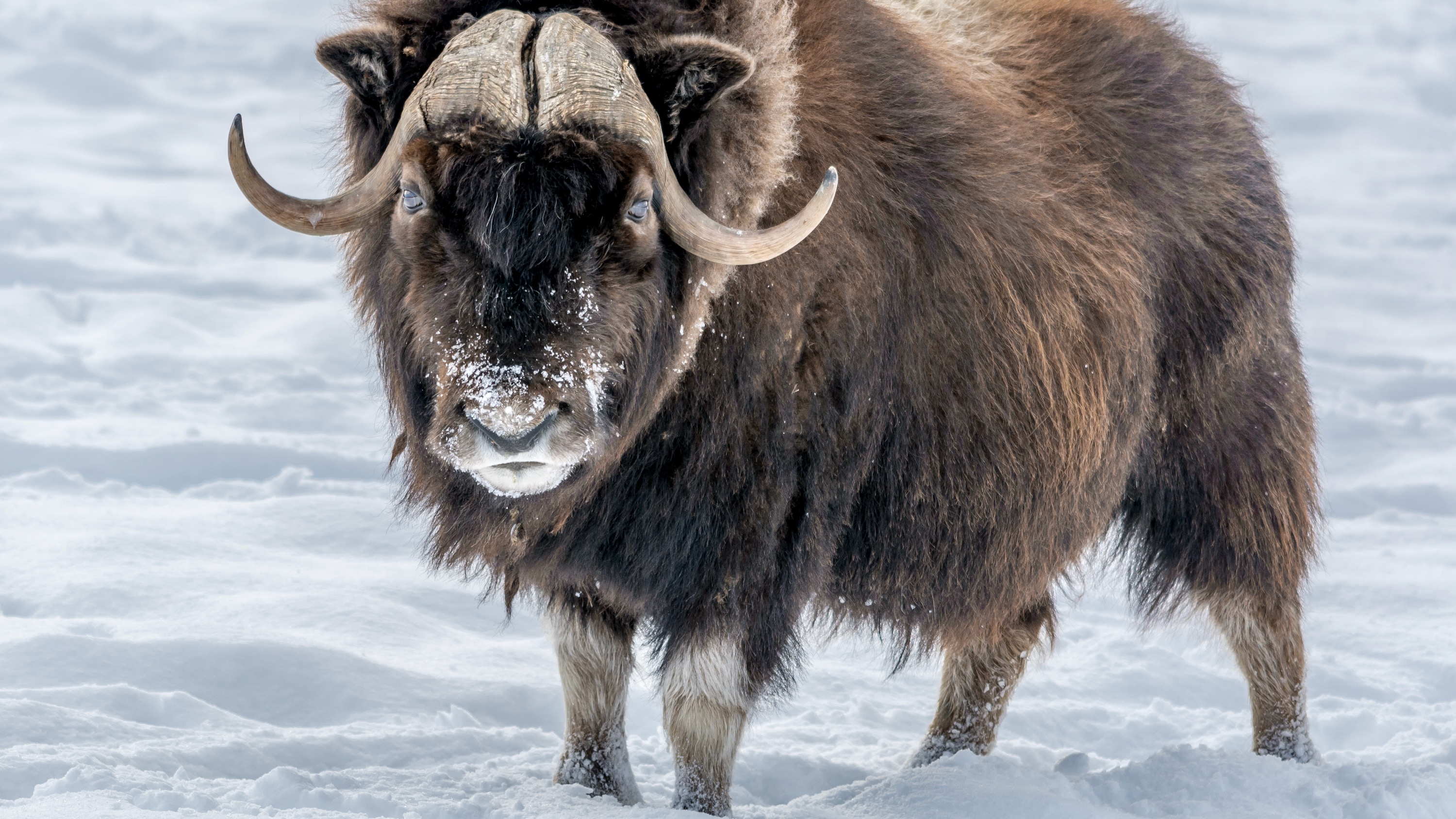 TV chef hosts Aklavik muskoxcooking