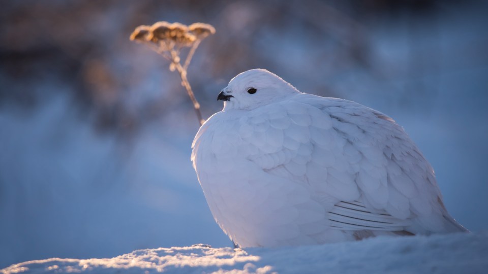 A ptarmigan sits in the snow. Beth Baisch/Dreamstime