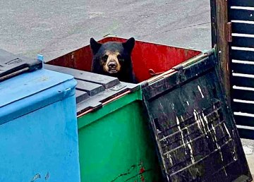 A bear in a dumpster near Yellowknife's Copperhouse restaurant. ENR/GNWT