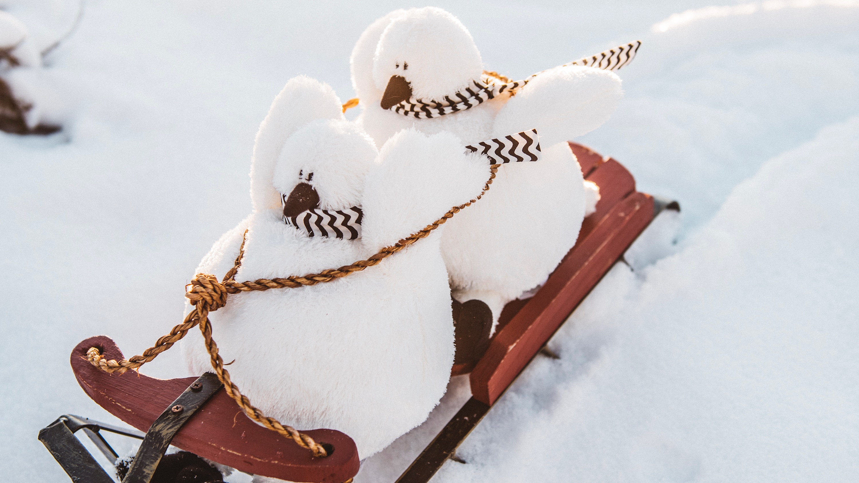 Two Ptarmis out for a morning sled