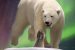 GNWT stops buying harvesters’ polar bear pelts, citing lack of demand