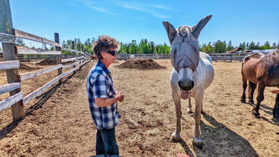 Pat Dartnell with Norman the horse in June 2022