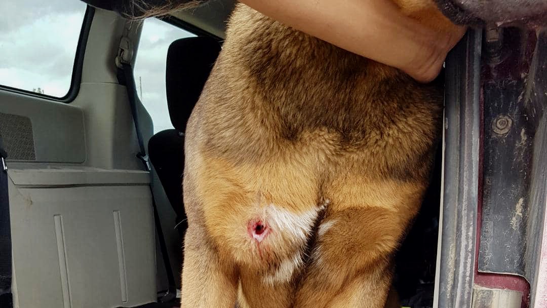 An apparent bullet wound is seen on a dog being flown to Yellowknife for care