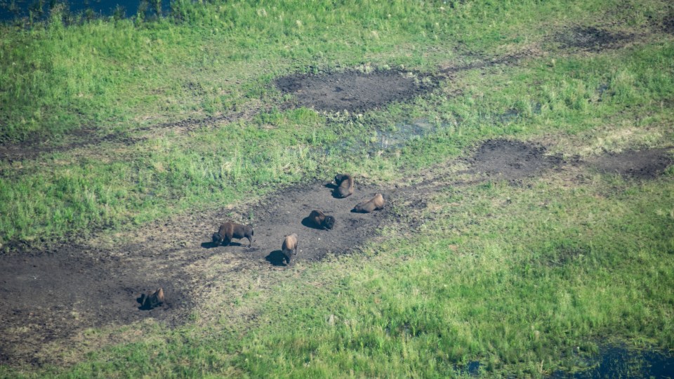 Bison in Wood Buffalo National Park