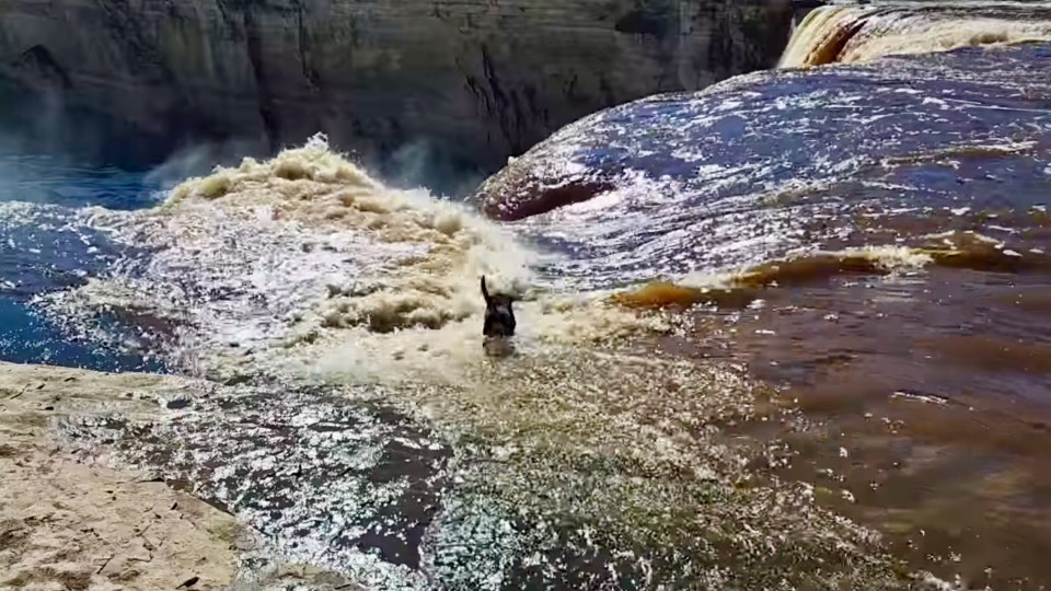 A still from a video uploaded to Facebook shows a dog nearing the edge of Alexandra Falls, near Hay River