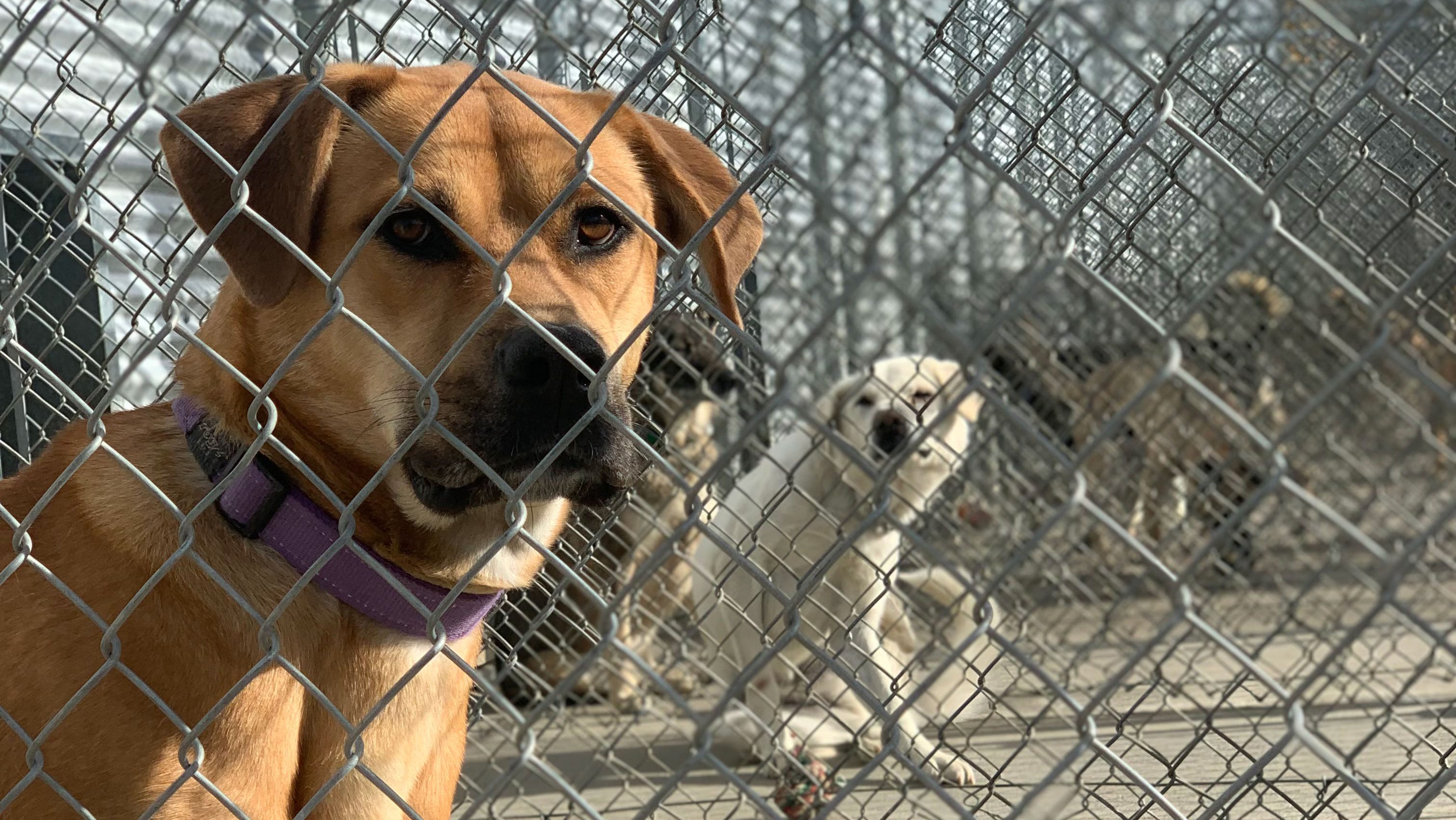 Dogs waiting to be adopted at the NWT SPCA in Yellowknife