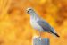 GNWT says bird flu found in Fort Smith herring gull