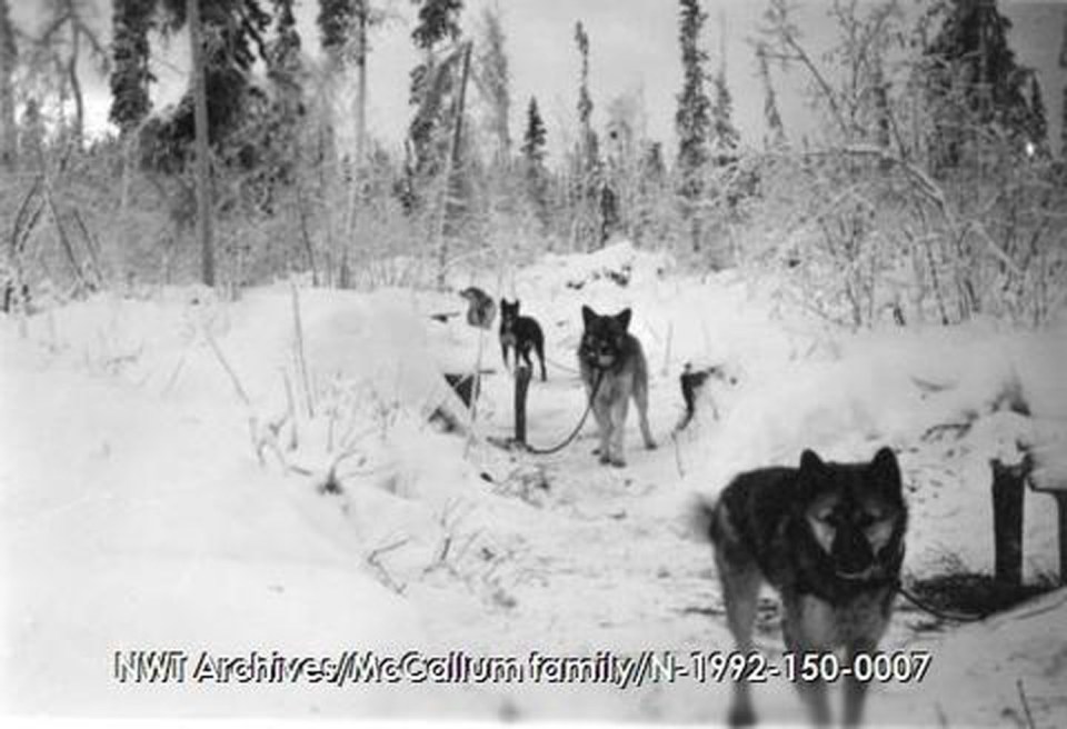 A dog team in Fort Resolution, Christmas 1941