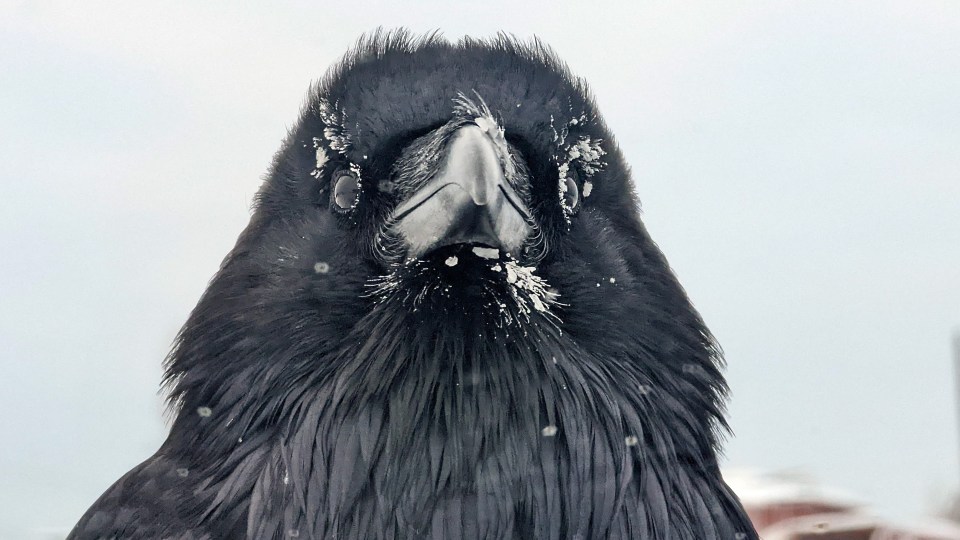 A raven