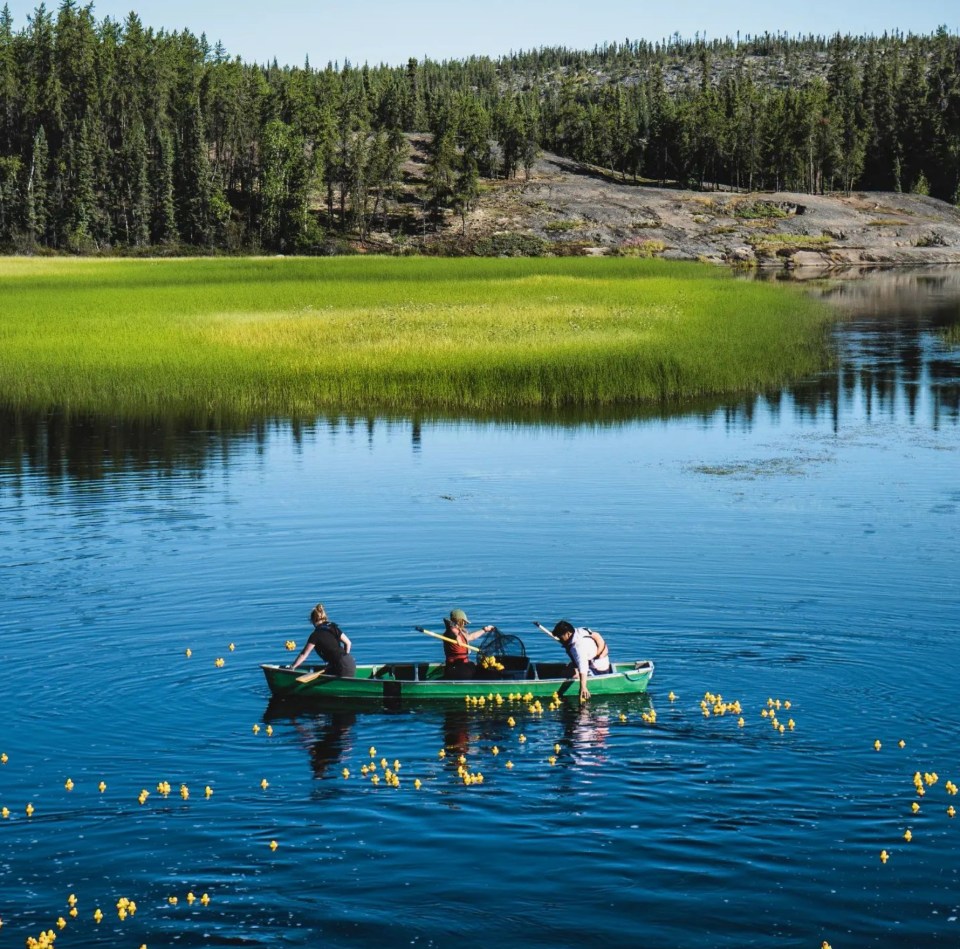 Collecting ducks after filming of Cabin Radio's Extreme Duck Racing