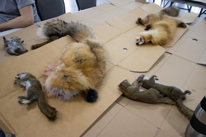 Pelts at a trapper training program at the North Slave Correctional Complex