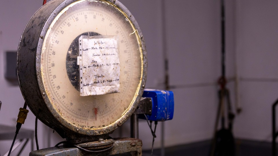 A weigh scale inside the old Hay River fish plant. Ollie Williams/Cabin Radio