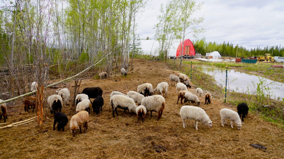 Livestock on the farm
