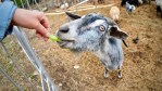 A goat at the Northern Farm Training Institute