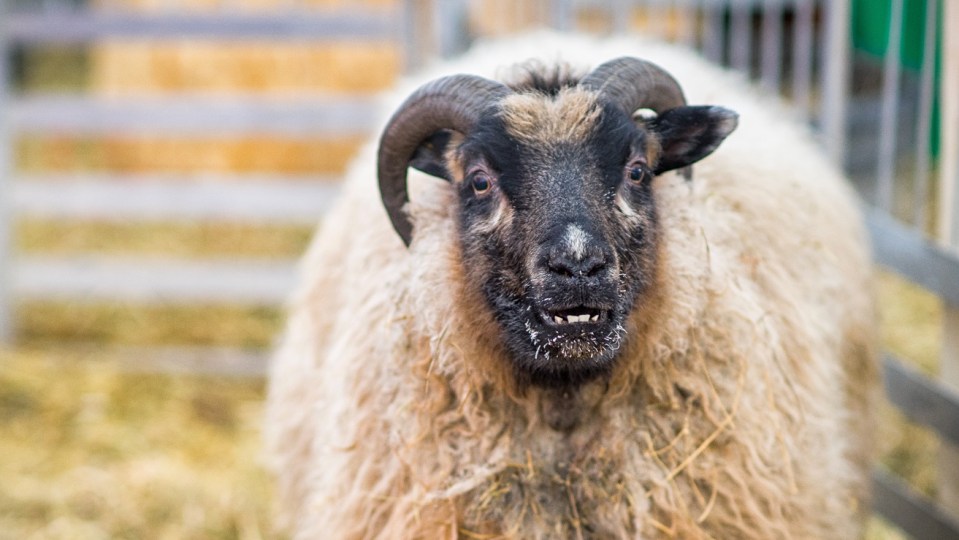 A sheep at the Northern Farm Training Institute
