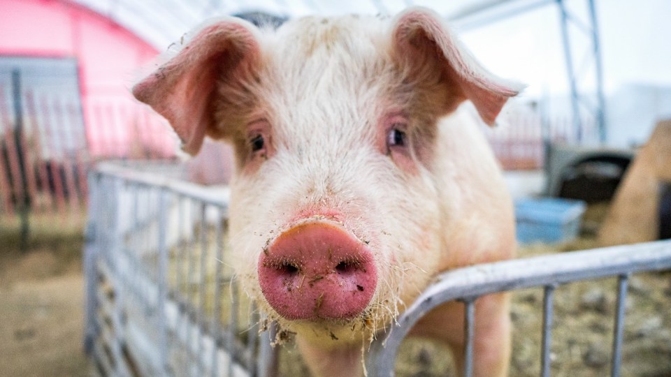 A pig at the Northern Farm Training Institute