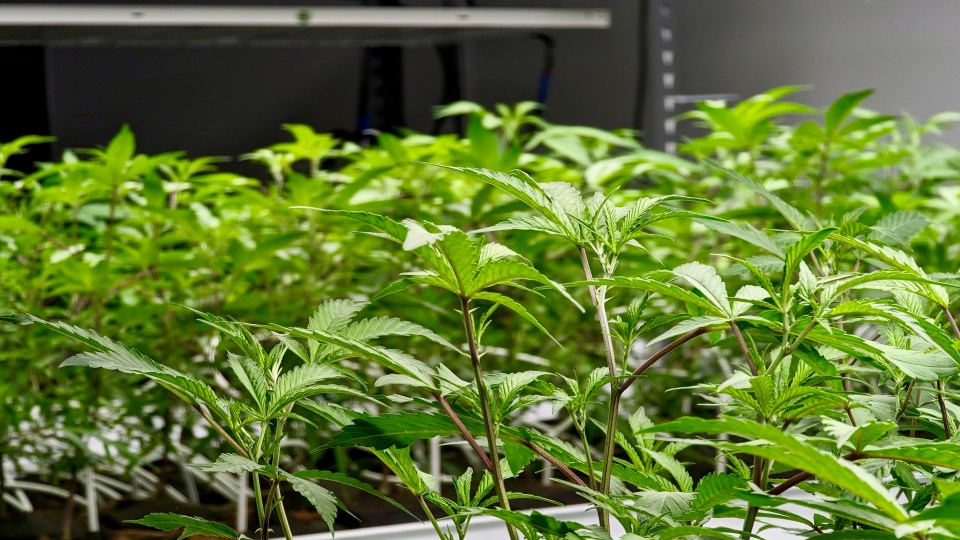 Cannabis plants growing at Yellowknife's Boreal Cultivation