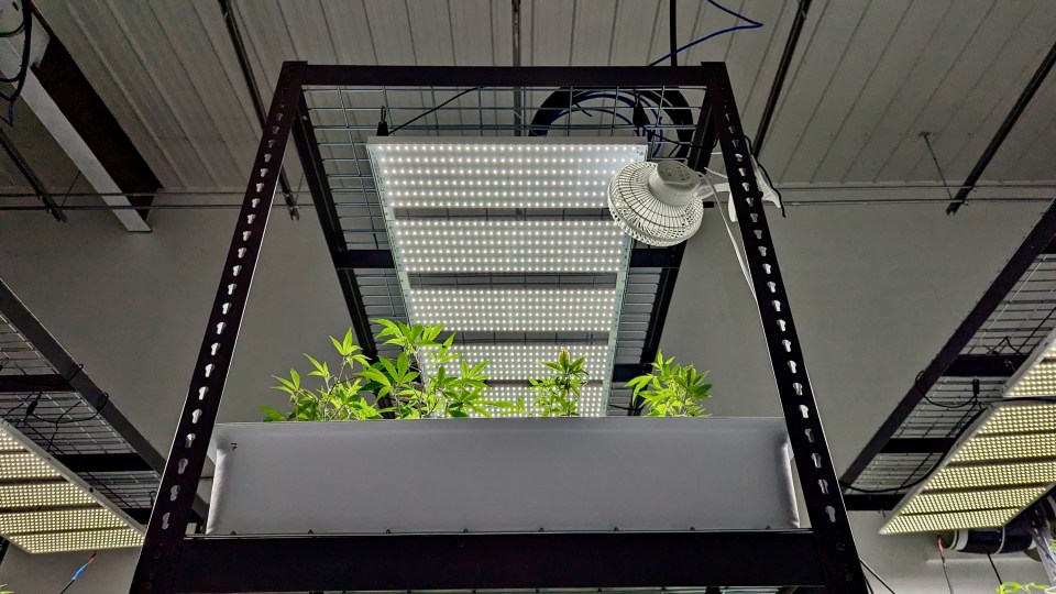 Cannabis plants growing at Yellowknife's Boreal Cultivation