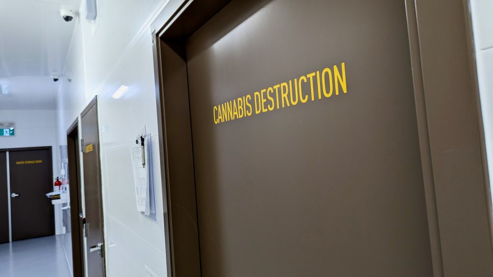A room at Yellowknife's Boreal Cultivation in which cannabis that can't be sold is destroyed under Health Canada regulations