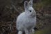 NWT asks trappers to help limit spread of disease that kills hares