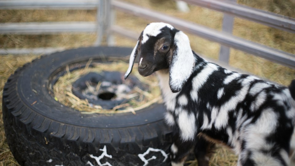 Petting the kids and lambs at the farm was an annual highlight