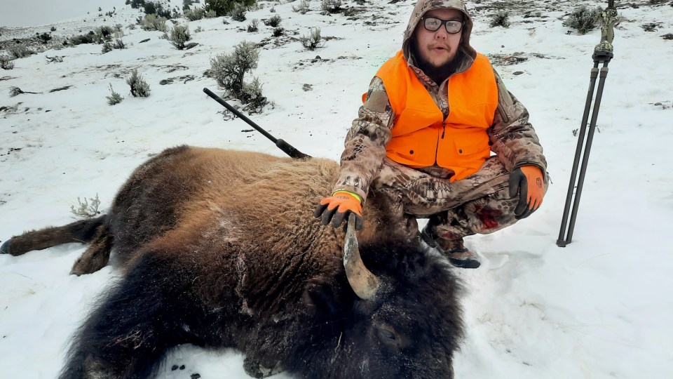 Bison. Photo: Brandon Kittson