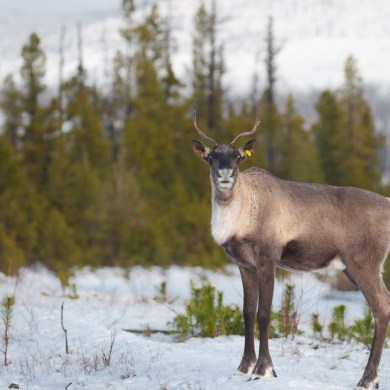 A file photo of caribou. Photo: Cory DeStein